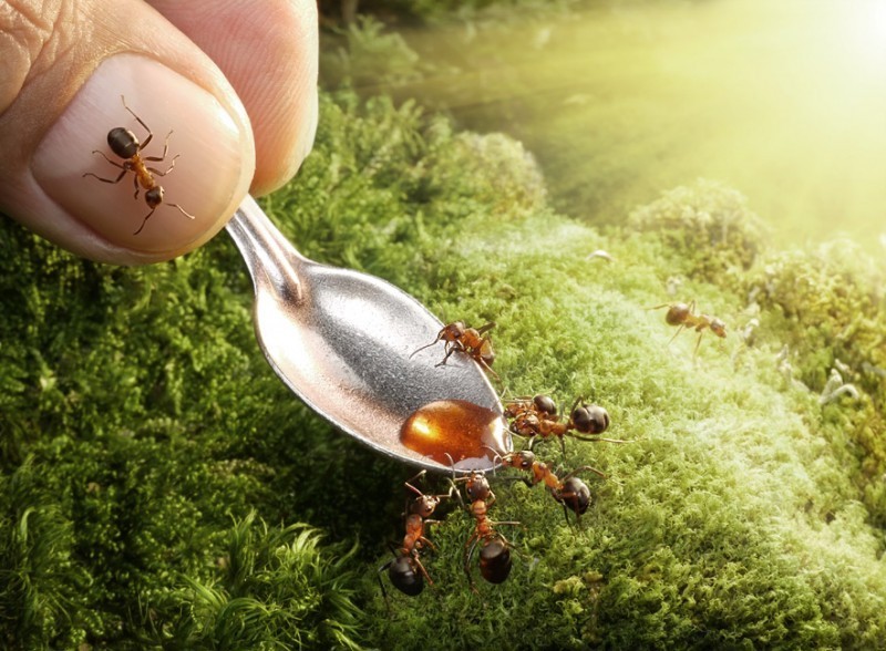 创意微距摄影：加入蚂蚁王国的美好生活