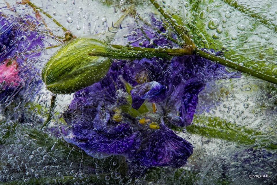 被忽视的花卉摄影 教你利用冰冻拍出新意