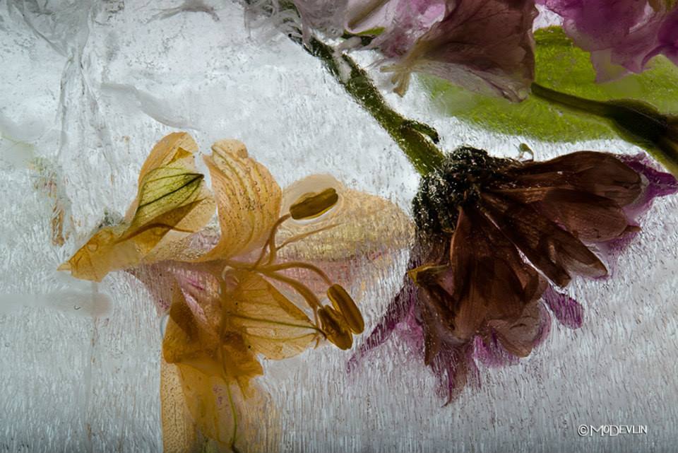 被忽视的花卉摄影 教你利用冰冻拍出新意