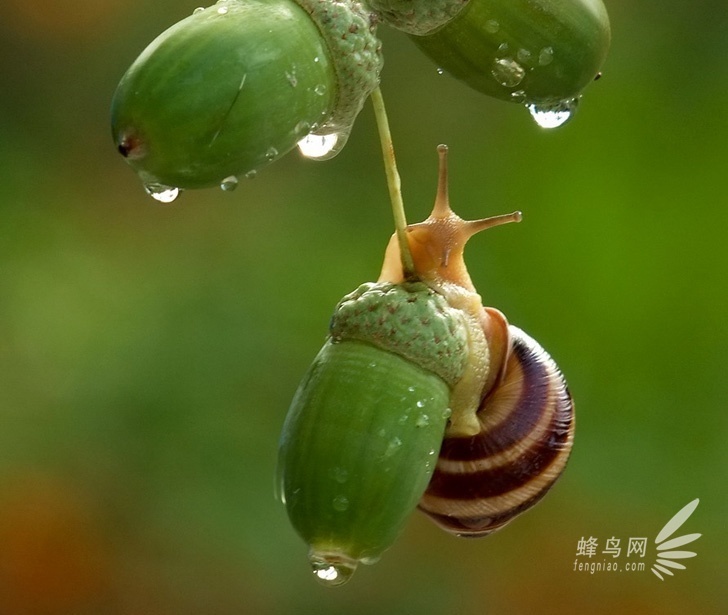 镜头下的蜗牛情人 融化人心的动物摄影