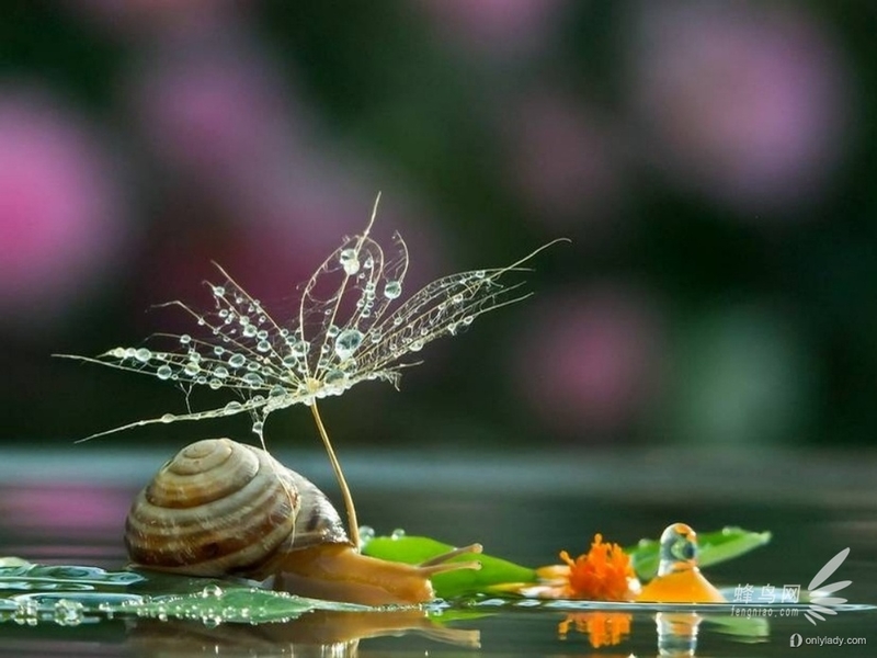 镜头下的蜗牛情人 融化人心的动物摄影