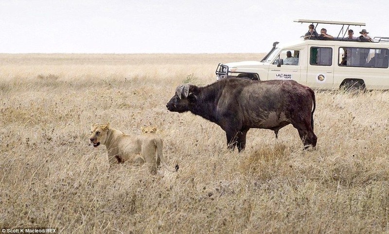 12车游客围观水牛遭11头狮子撕咬