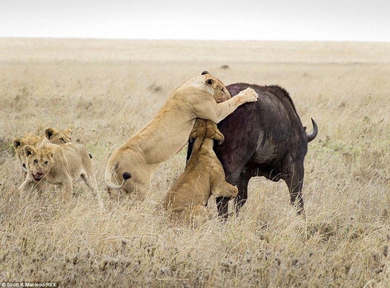 12车游客围观水牛遭11头狮子撕咬