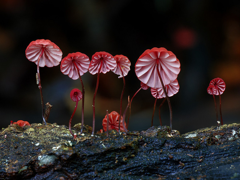 美得如同外星生物：微距镜头下的真菌