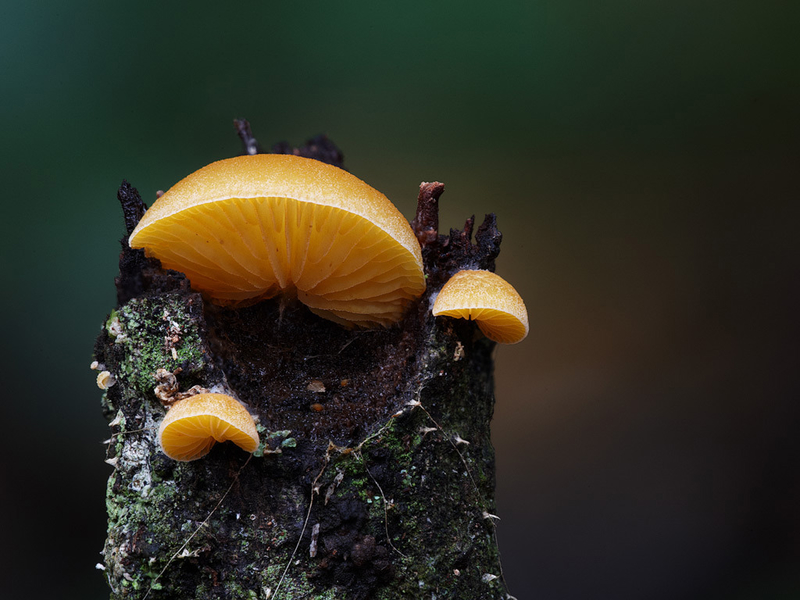 美得如同外星生物：微距镜头下的真菌