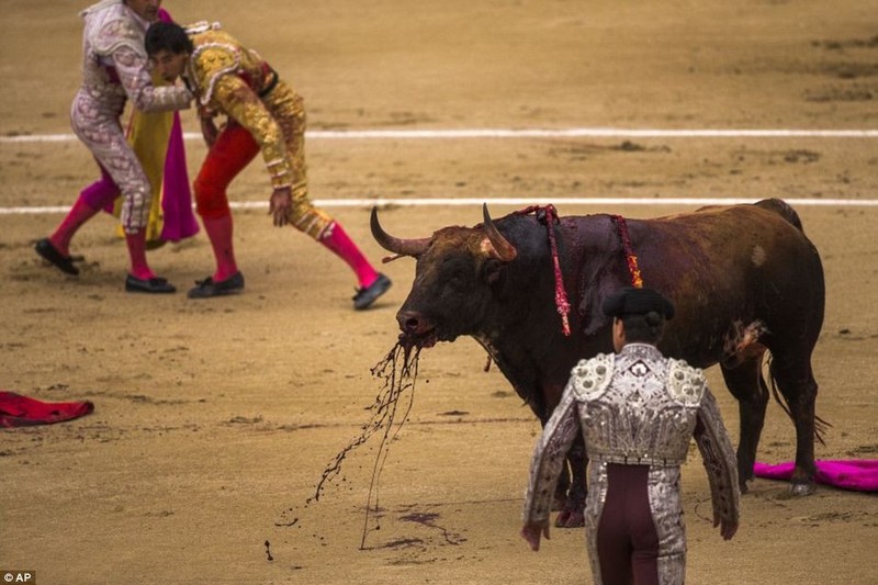 场面血腥 西班牙公牛绝地反击顶倒斗牛士