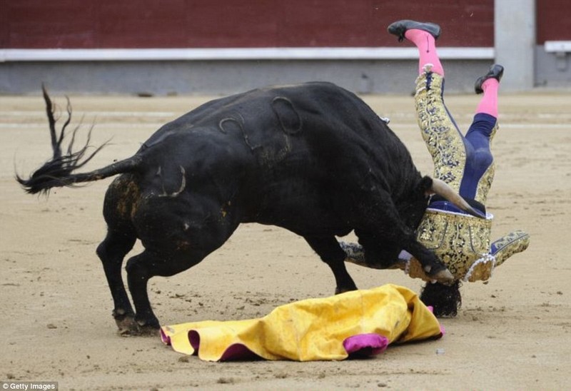 场面血腥 西班牙公牛绝地反击顶倒斗牛士