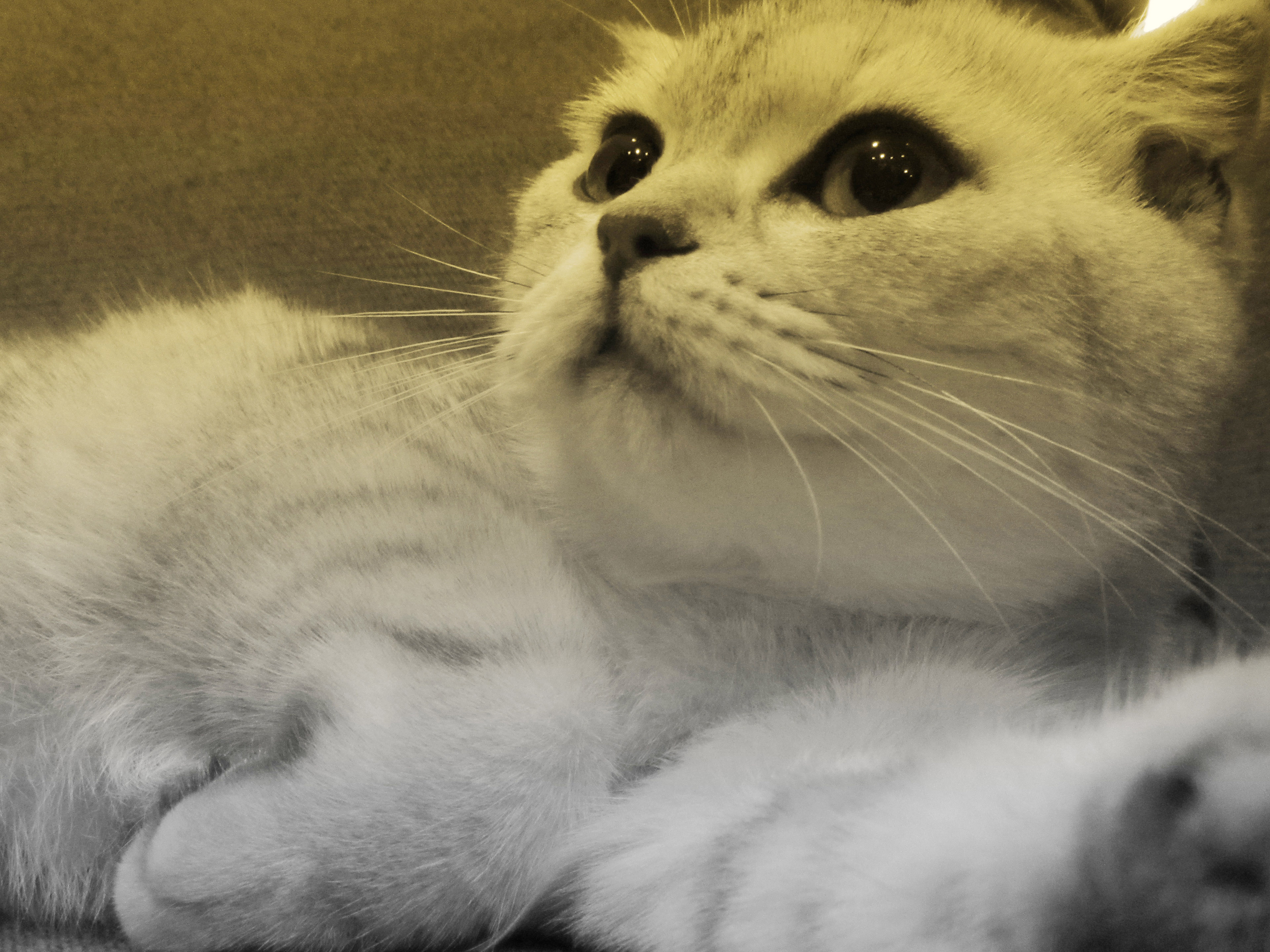 Ȥӡ,--iP2880ʹ 