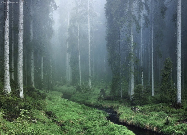 让青苔爬上脚掌：巴伐利亚梦幻森林套图