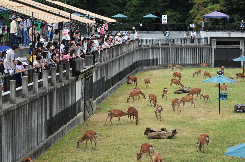 与人类和谐共处 日本旅行中无处不在的鹿