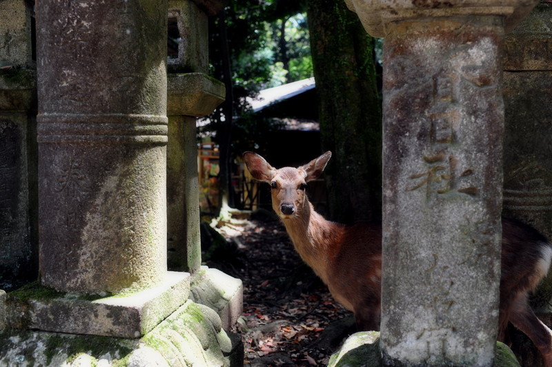 与人类和谐共处 日本旅行中无处不在的鹿