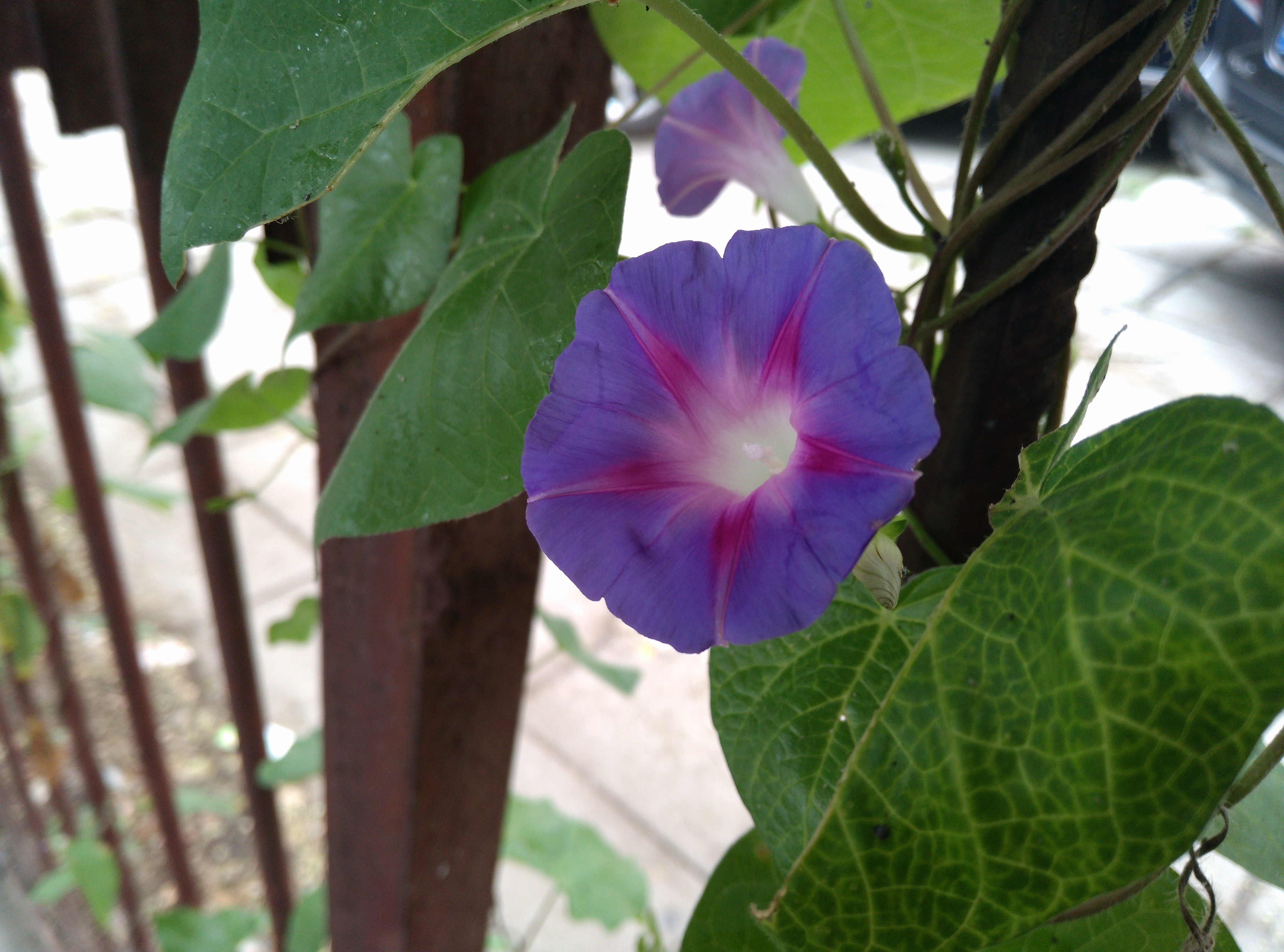 ǿֻ 콢nubia z7 max