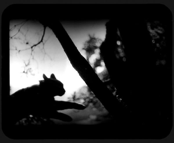 Brunelli：用黑白胶片拍出动物的灵魂