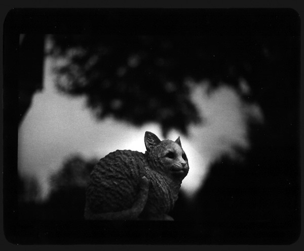 Brunelli：用黑白胶片拍出动物的灵魂
