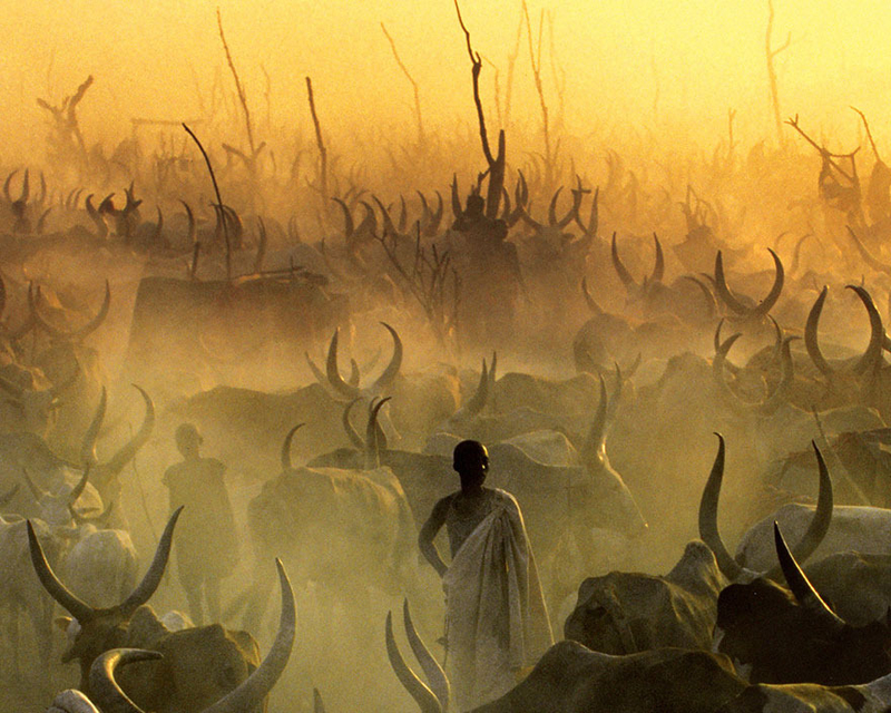 日落之地 视牛如命的南苏丹Dinka族人