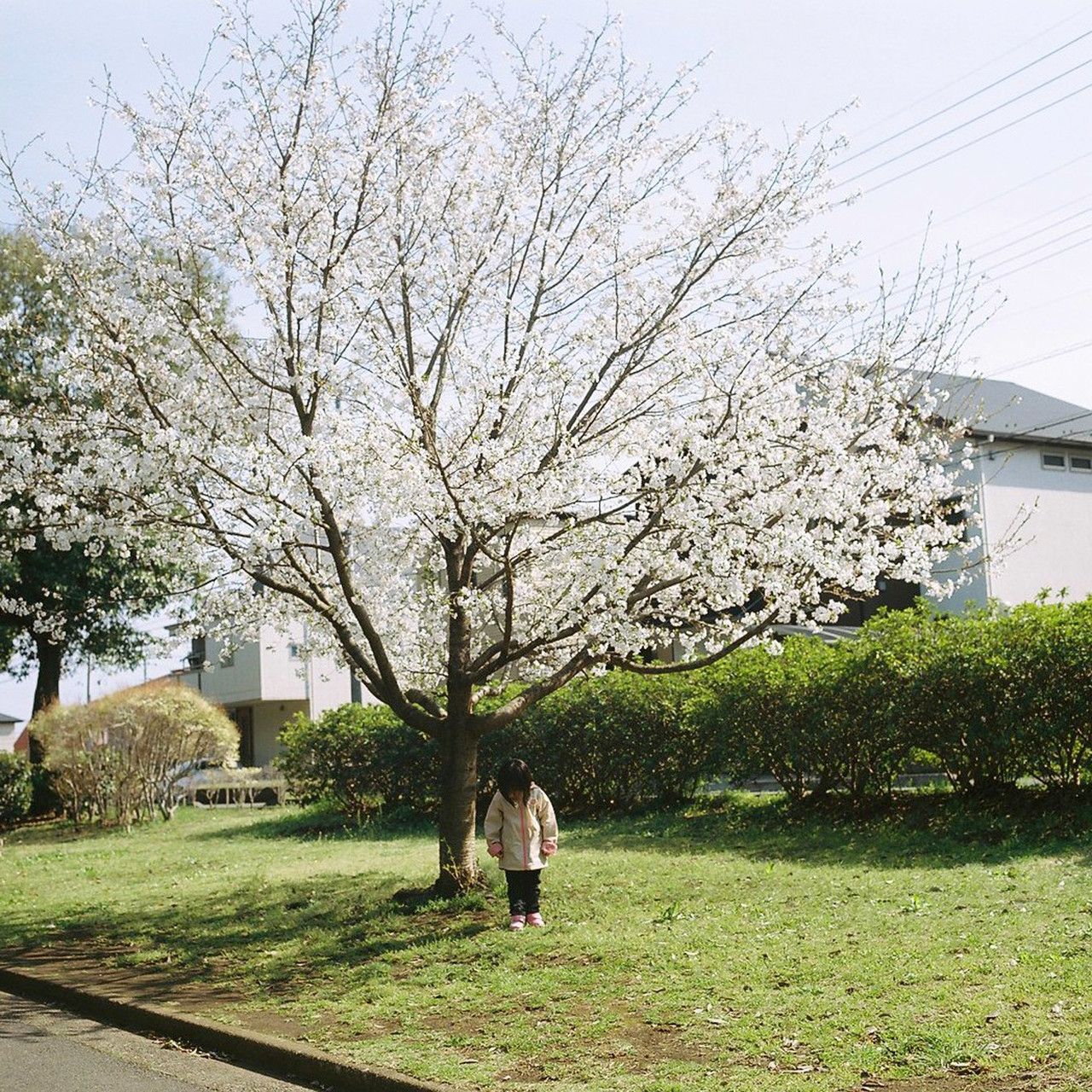日系家庭摄影 日本摄影师与女儿的视角