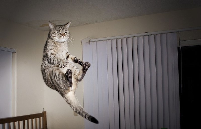 那些悬浮的喵星人 捕捉猫咪跳跃的瞬间