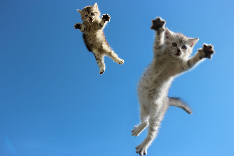 那些悬浮的喵星人 捕捉猫咪跳跃的瞬间