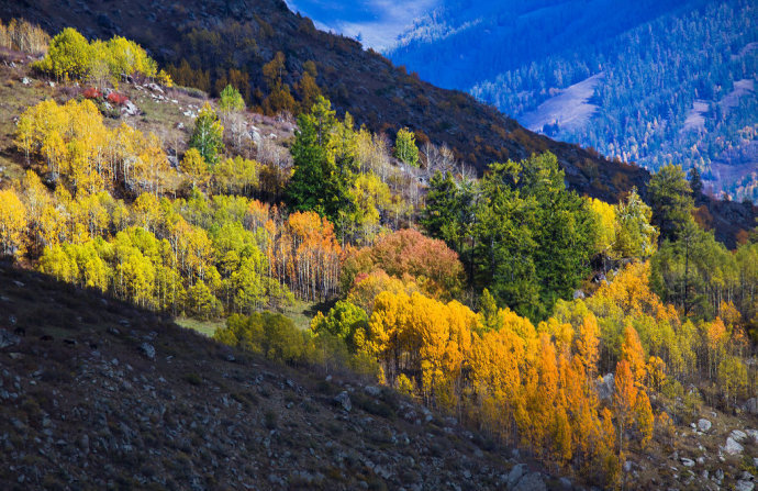 情迷北疆 金秋九月看新疆最美景色