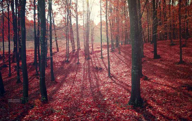 自然界的金色琴弦 拍摄如诗如画的秋色