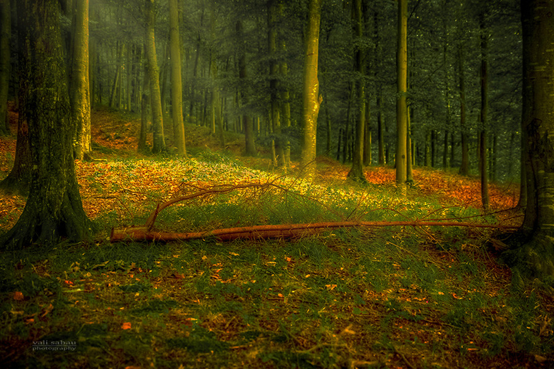 自然界的金色琴弦 拍摄如诗如画的秋色