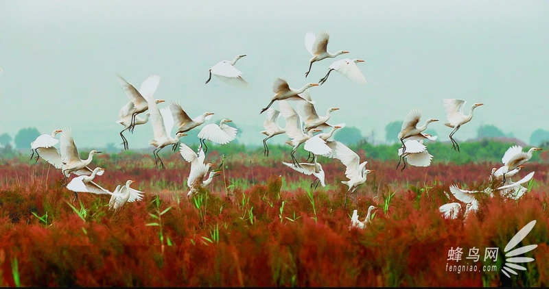 湿地之翼：照片里的黄河入海口湿地生态