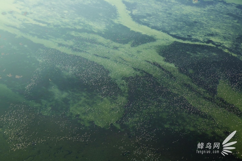 湿地之翼：照片里的黄河入海口湿地生态