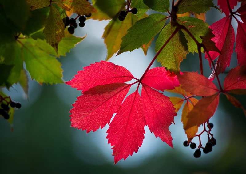一抹酡红在枝头：渐入佳境的北半球秋色