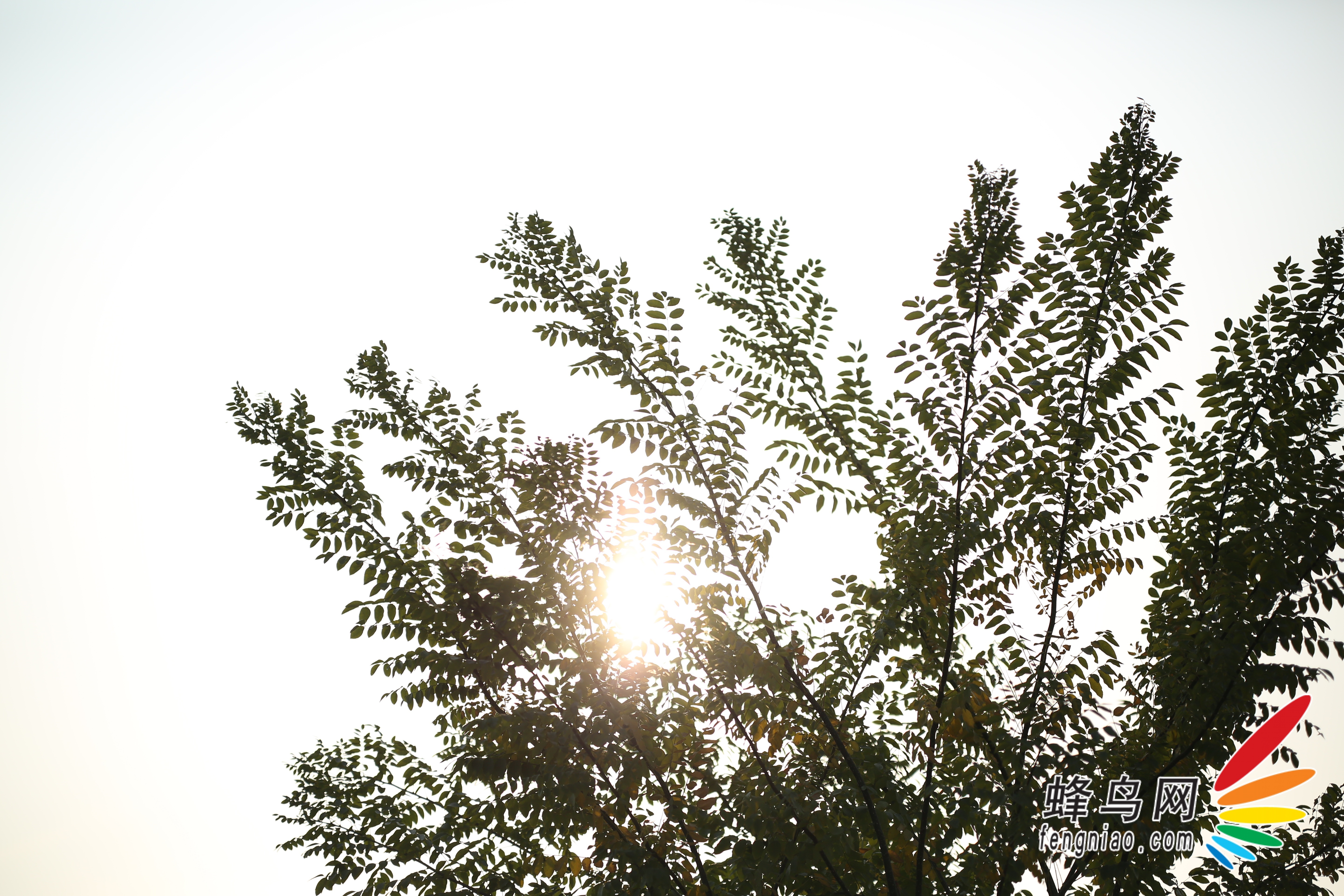 泬Խ ˾Otus 85 F1.4˫ײ