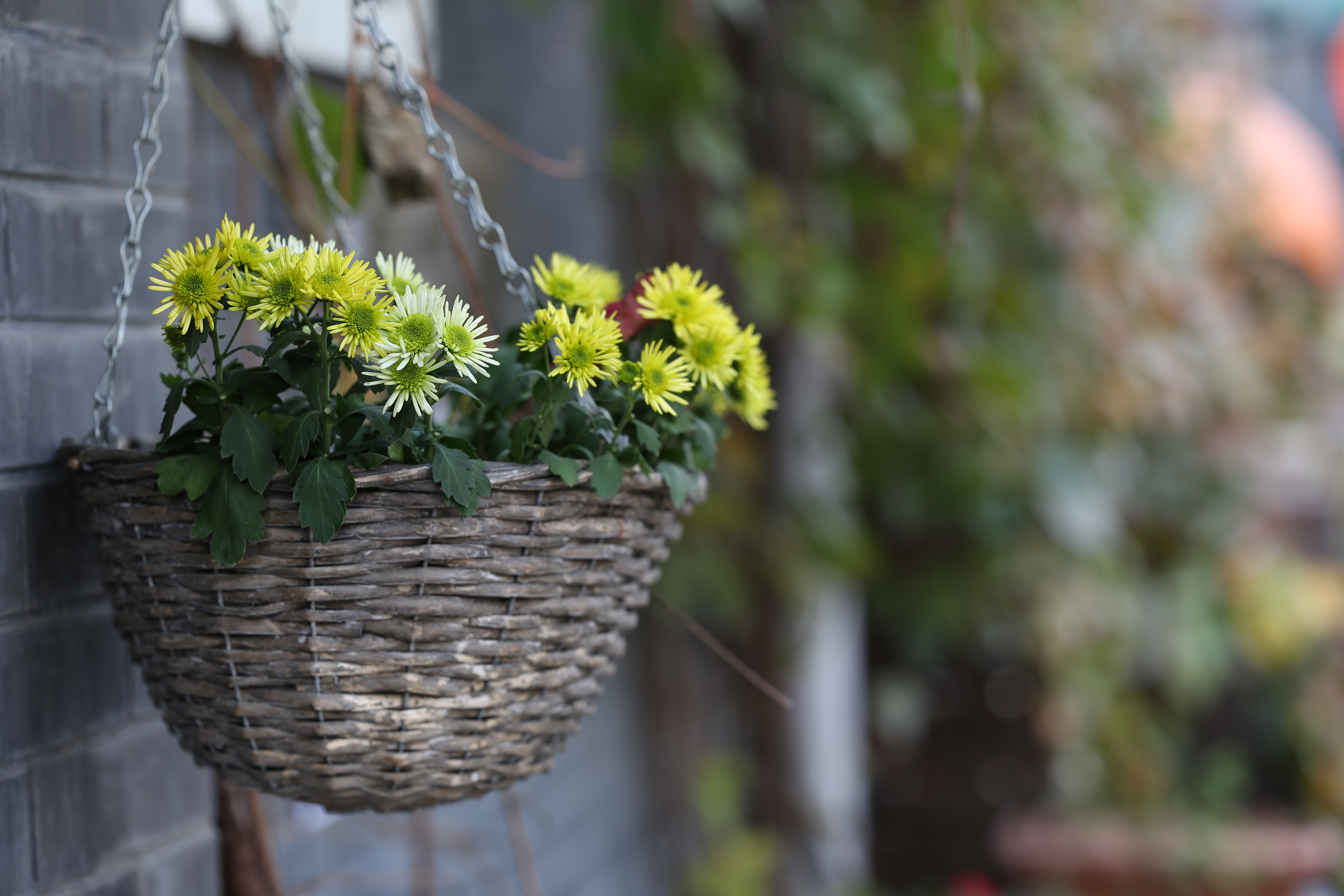 泬Խ ˾Otus 85 F1.4˫