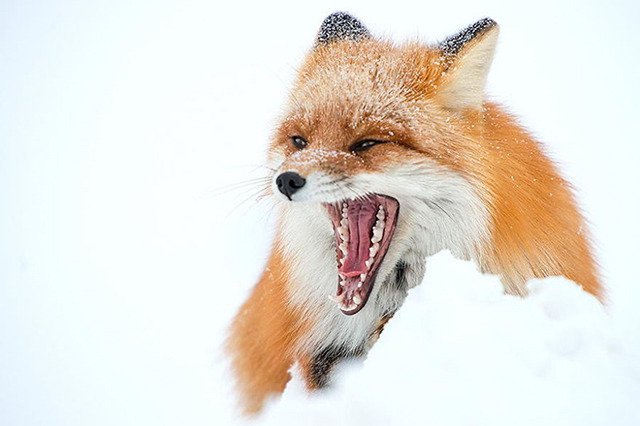 萌爆 俄罗斯采矿工程师镜头下的雪中狐