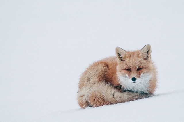 萌爆 俄罗斯采矿工程师镜头下的雪中狐