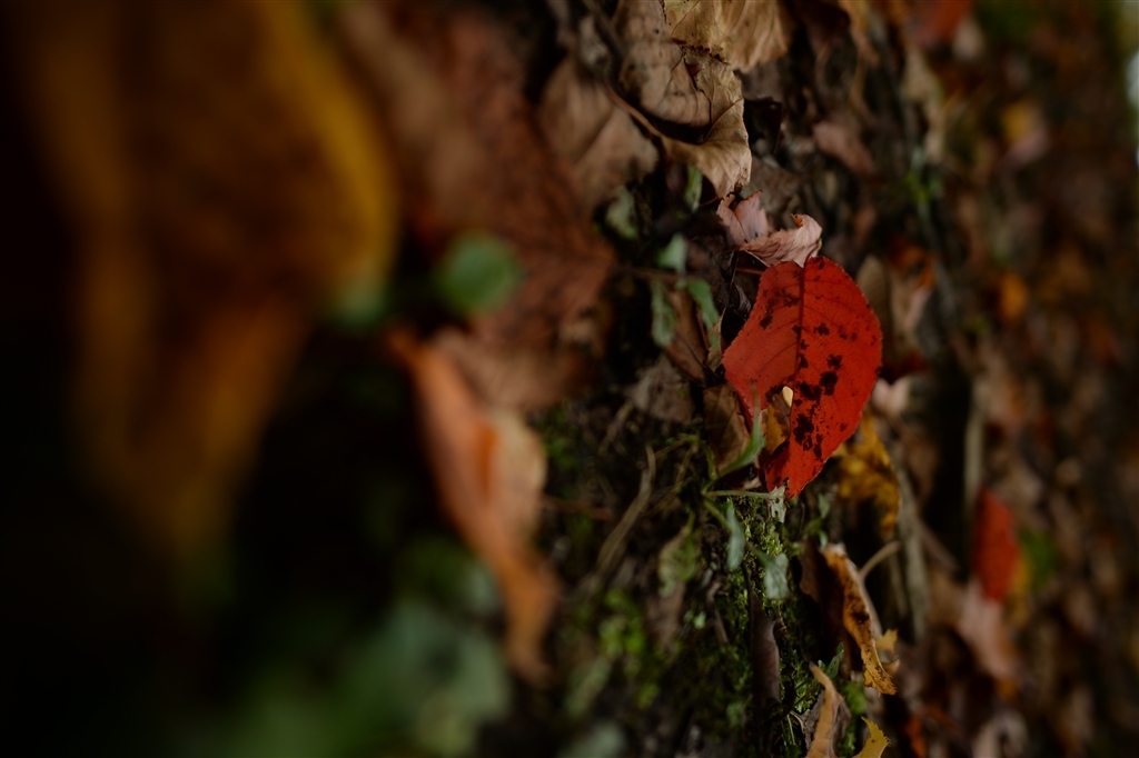 超广定焦新镜 尼康20mm F1.8G样张图赏