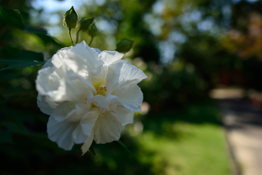 超广定焦新镜 尼康20mm F1.8G样张图赏