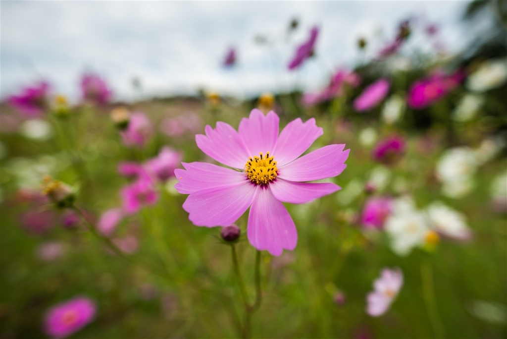 超广定焦新镜 尼康20mm F1.8G样张图赏