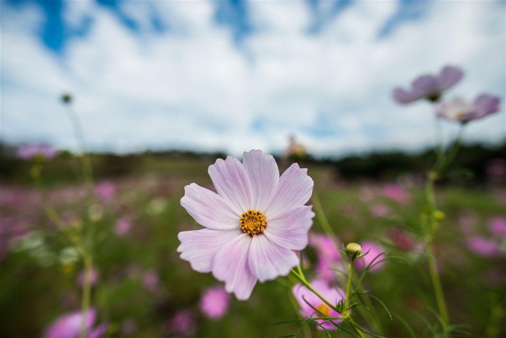 超广定焦新镜 尼康20mm F1.8G样张图赏