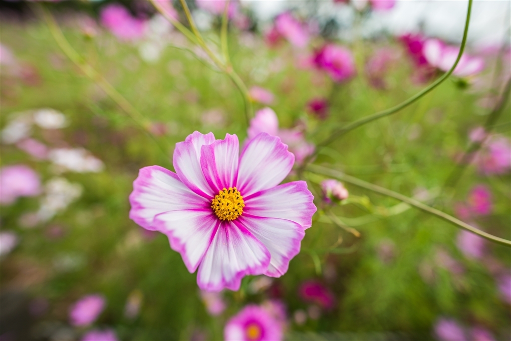 超广定焦新镜 尼康20mm F1.8G样张图赏