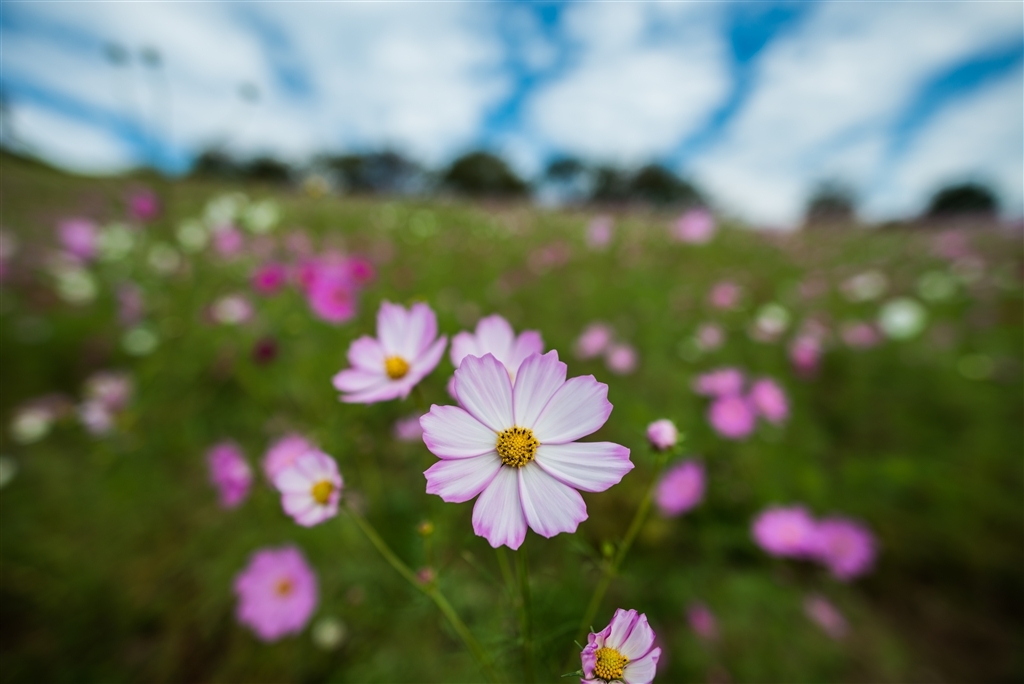 超广定焦新镜 尼康20mm F1.8G样张图赏