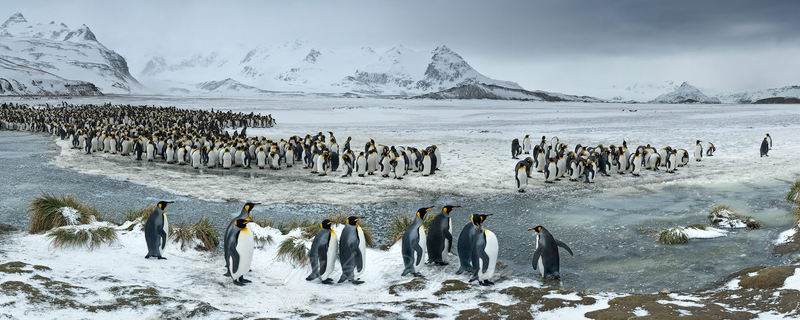 极地世界呆萌企鹅 艰苦环境下逗趣的生态摄影