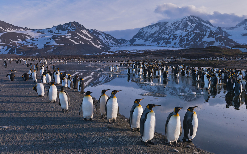 极地世界呆萌企鹅 艰苦环境下逗趣的生态摄影