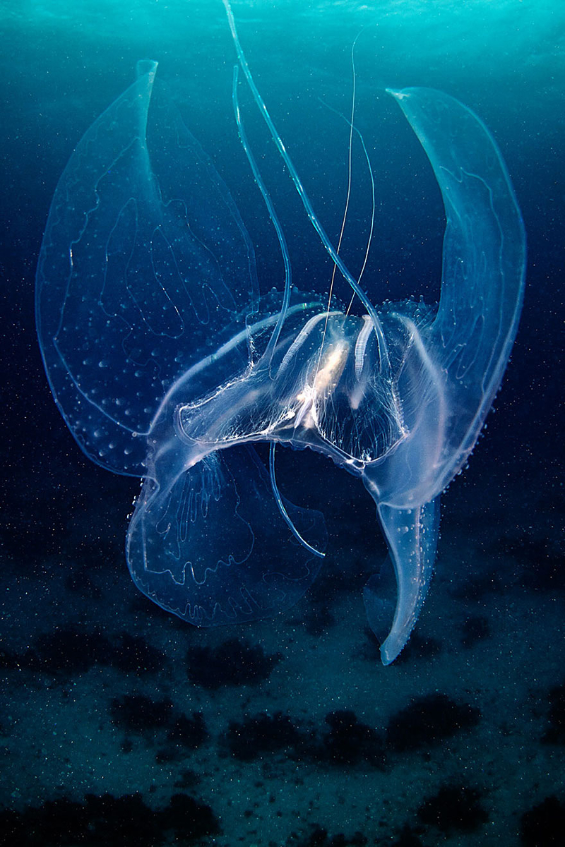 形如神秘外星人 深海水母原来如此美丽