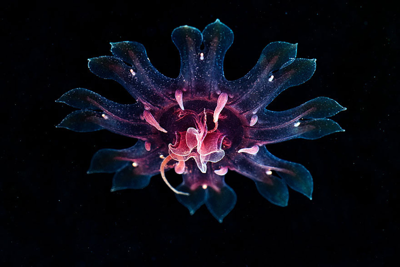 形如神秘外星人 深海水母原来如此美丽