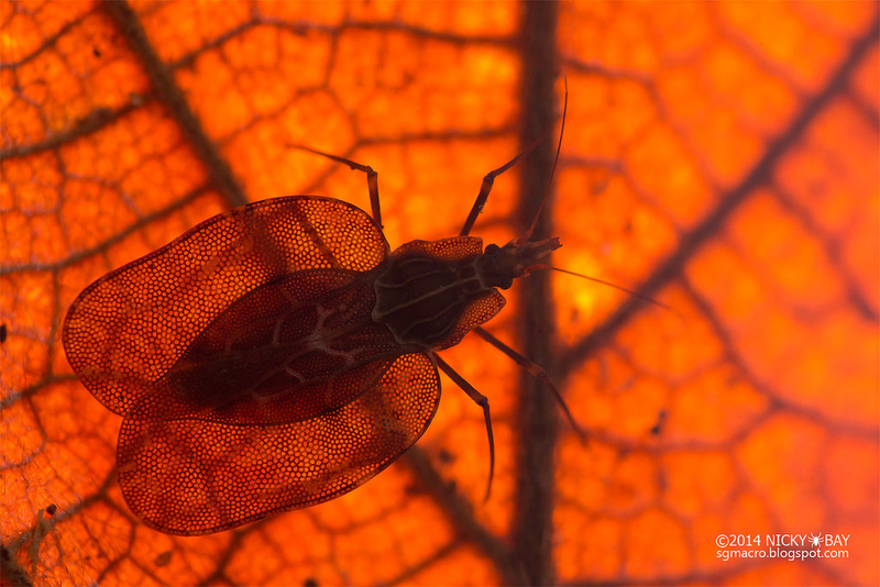 惊艳的昆虫摄影 图片版的《探索·发现》