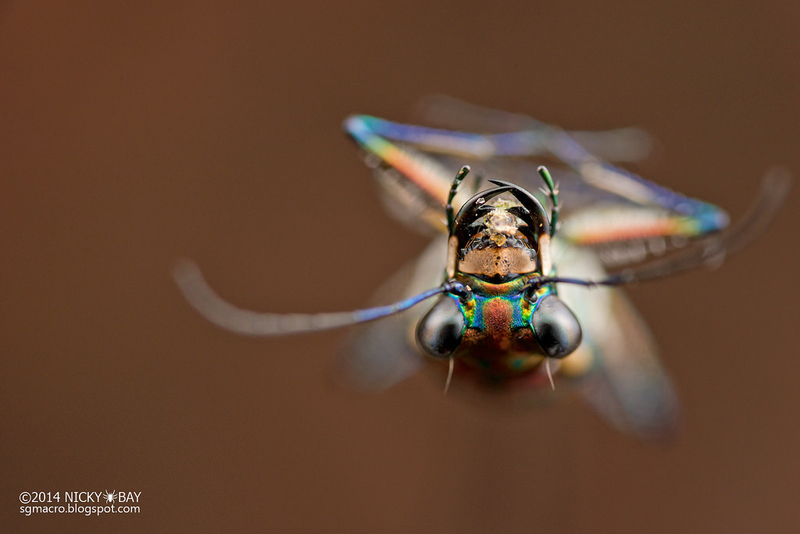 惊艳的昆虫摄影 图片版的《探索·发现》