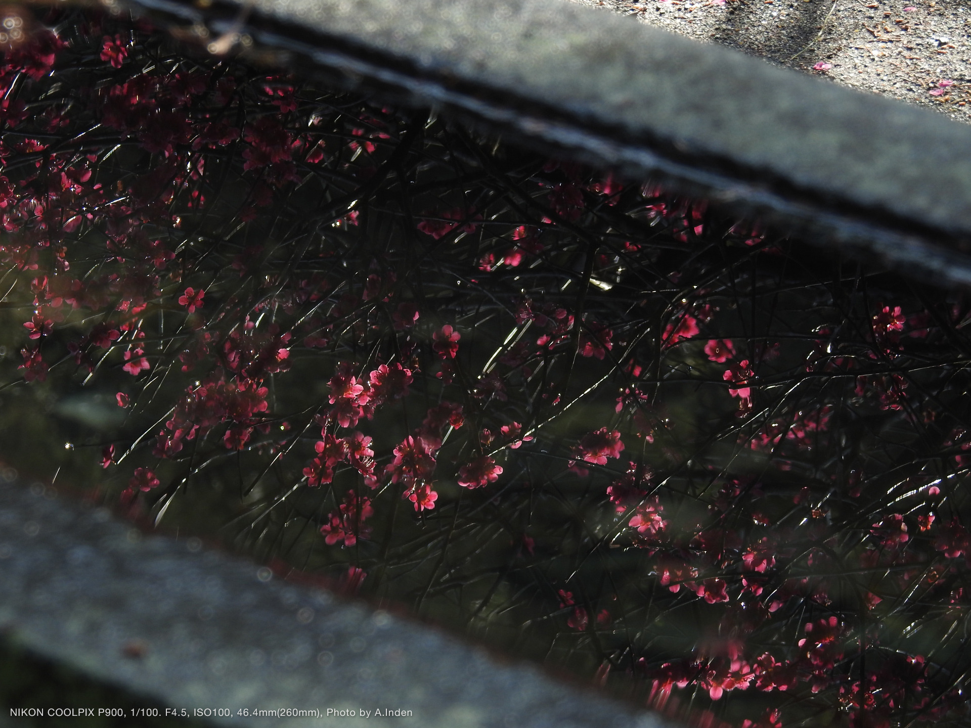 83X光变春季海景 尼康P900实拍样张图赏