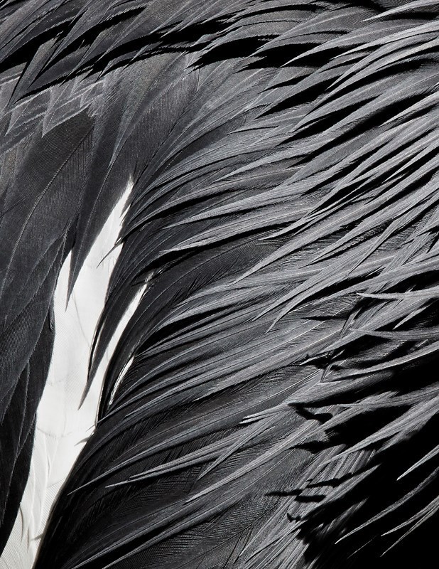 鸟类羽毛为主题 拍摄错综复杂的局部美