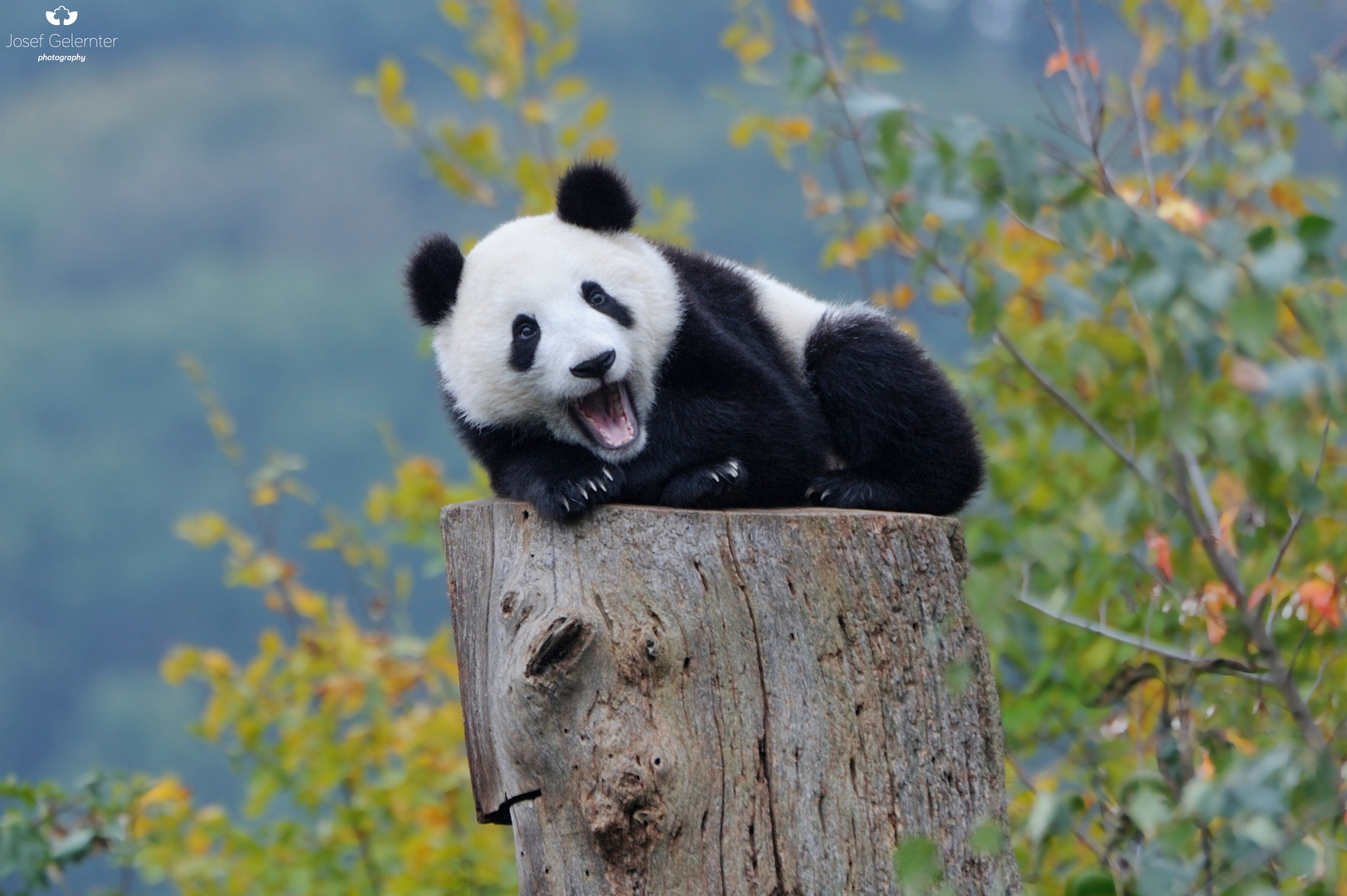 萌你一脸血的国宝 收集憨态可掬的大熊猫