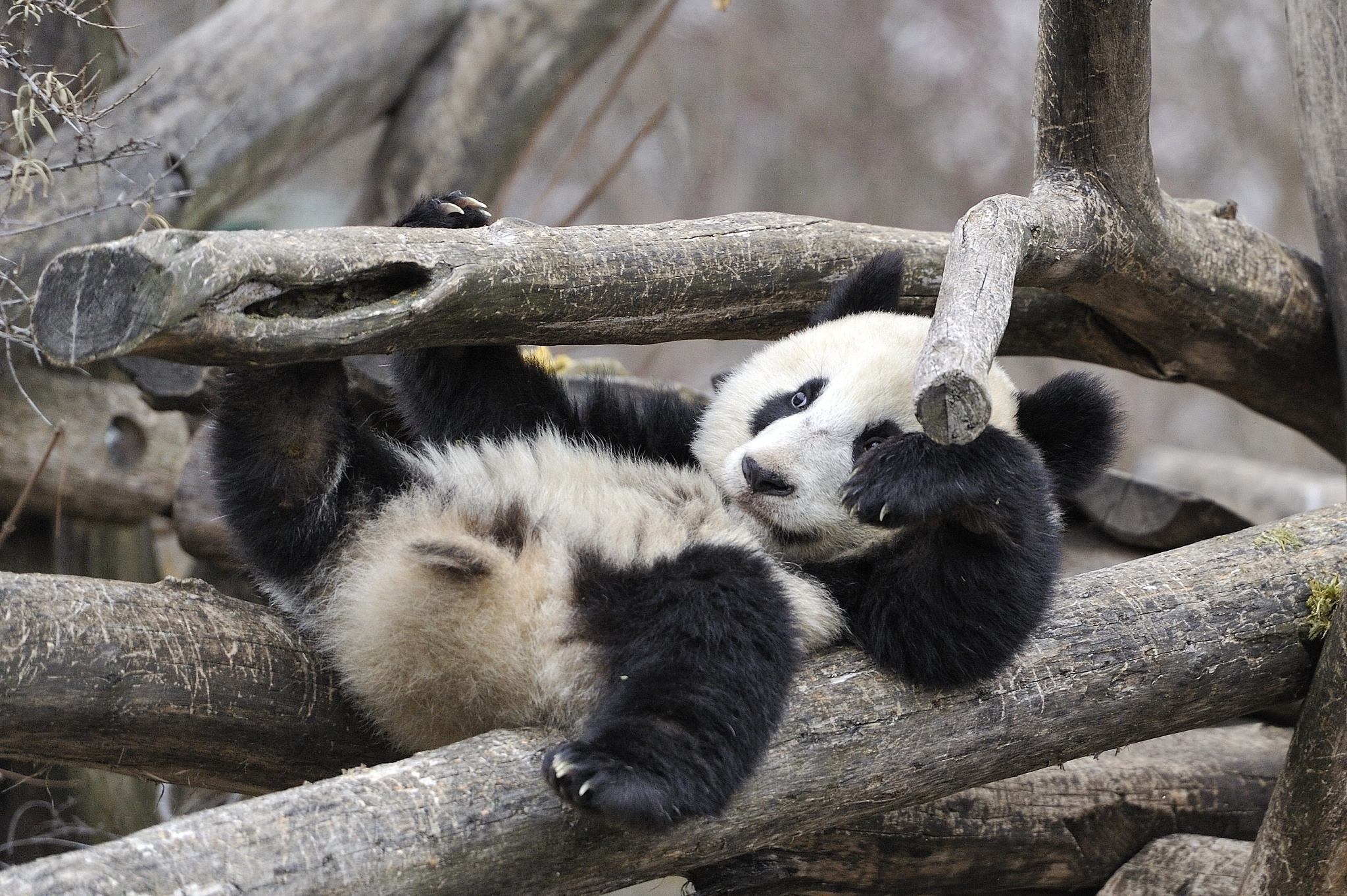 萌你一脸血的国宝 收集憨态可掬的大熊猫