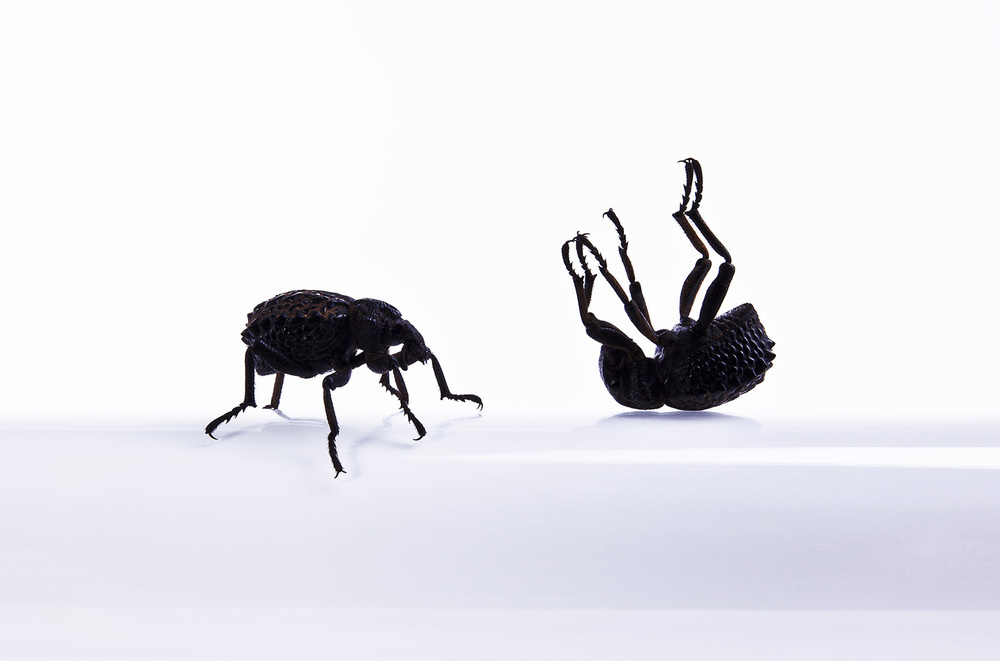 简单有趣动物世界 不一样的昆虫微距创意
