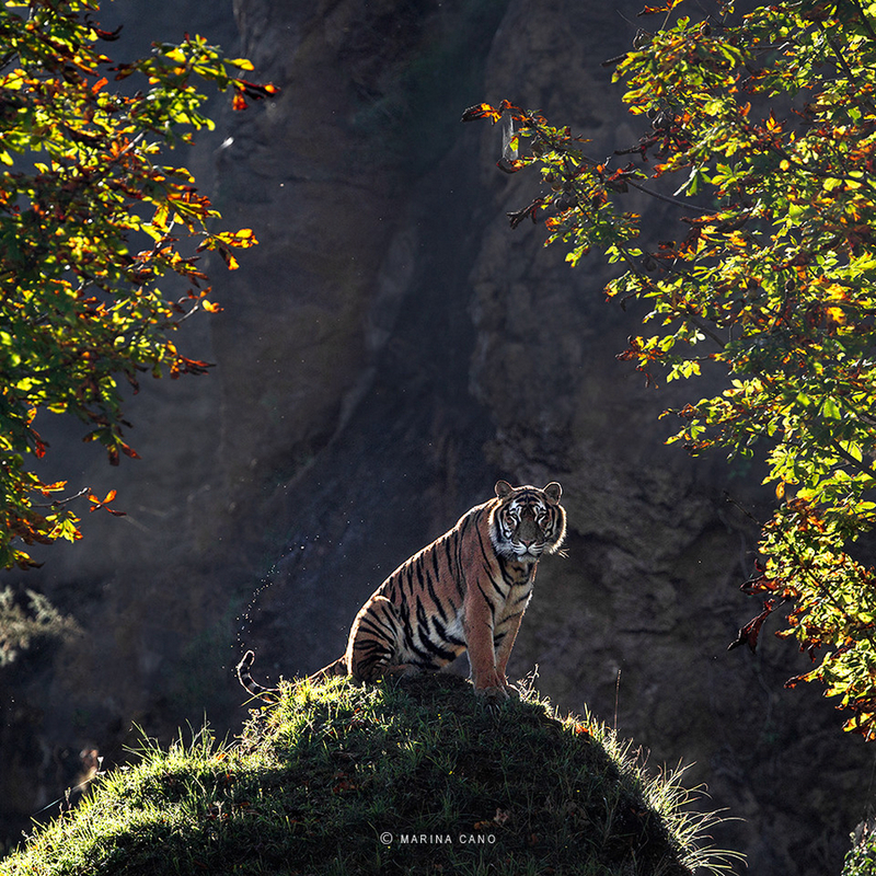 精彩野生动物摄影 领略自然的原始野性美